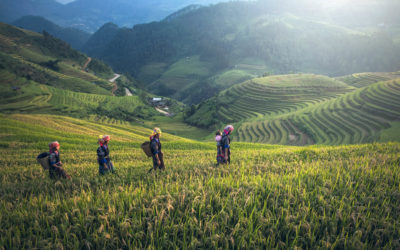 Four women waking through a field in the green hills of East Asia. The woman in front as a baby on her back, two of the other women have gathering baskets on their backs.