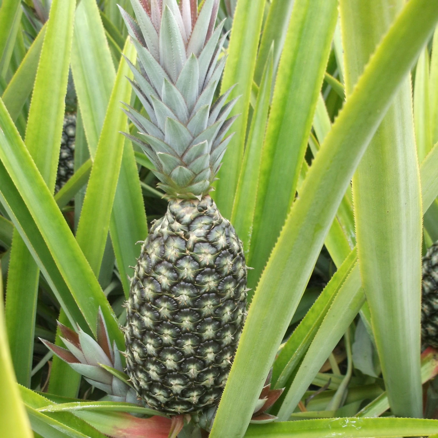 Pineapple-2508