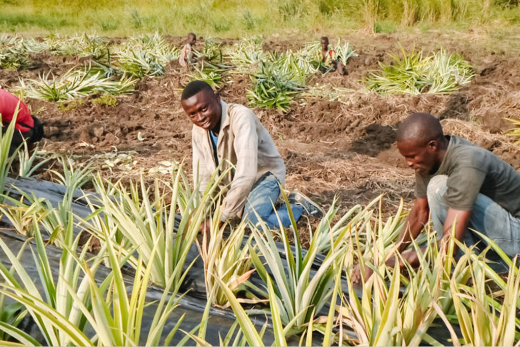 Togo-Agricultural-Development