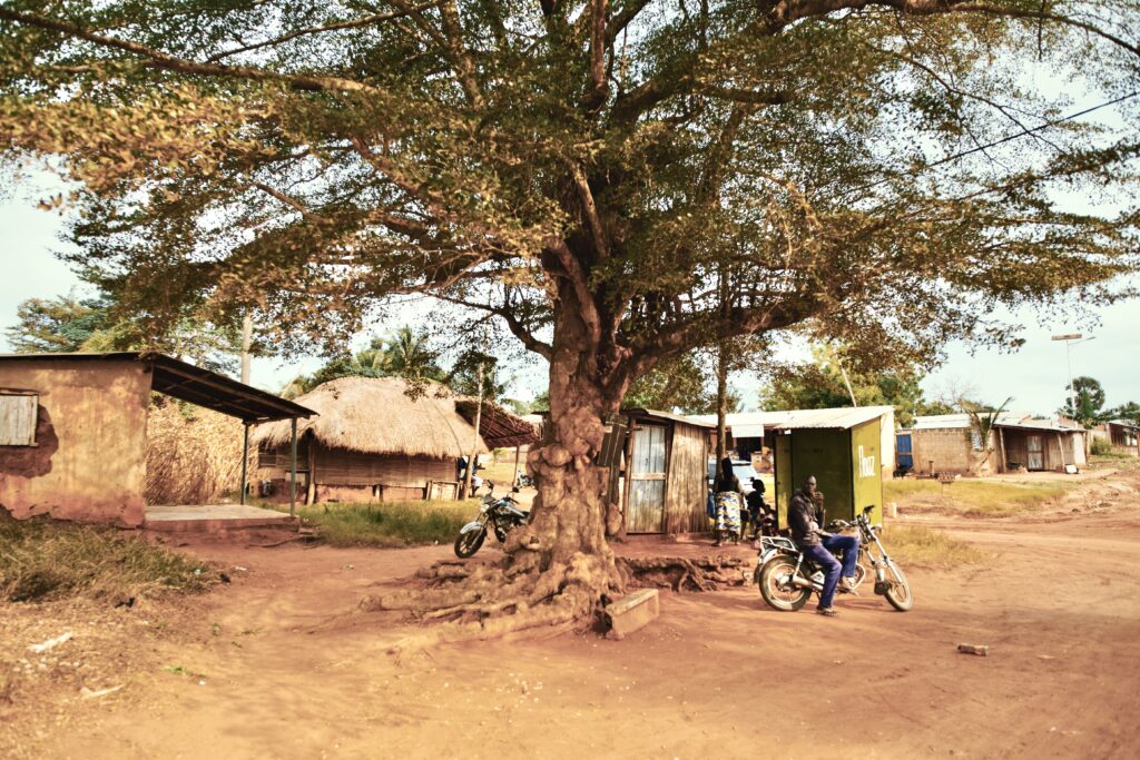 tree in a village in Togo